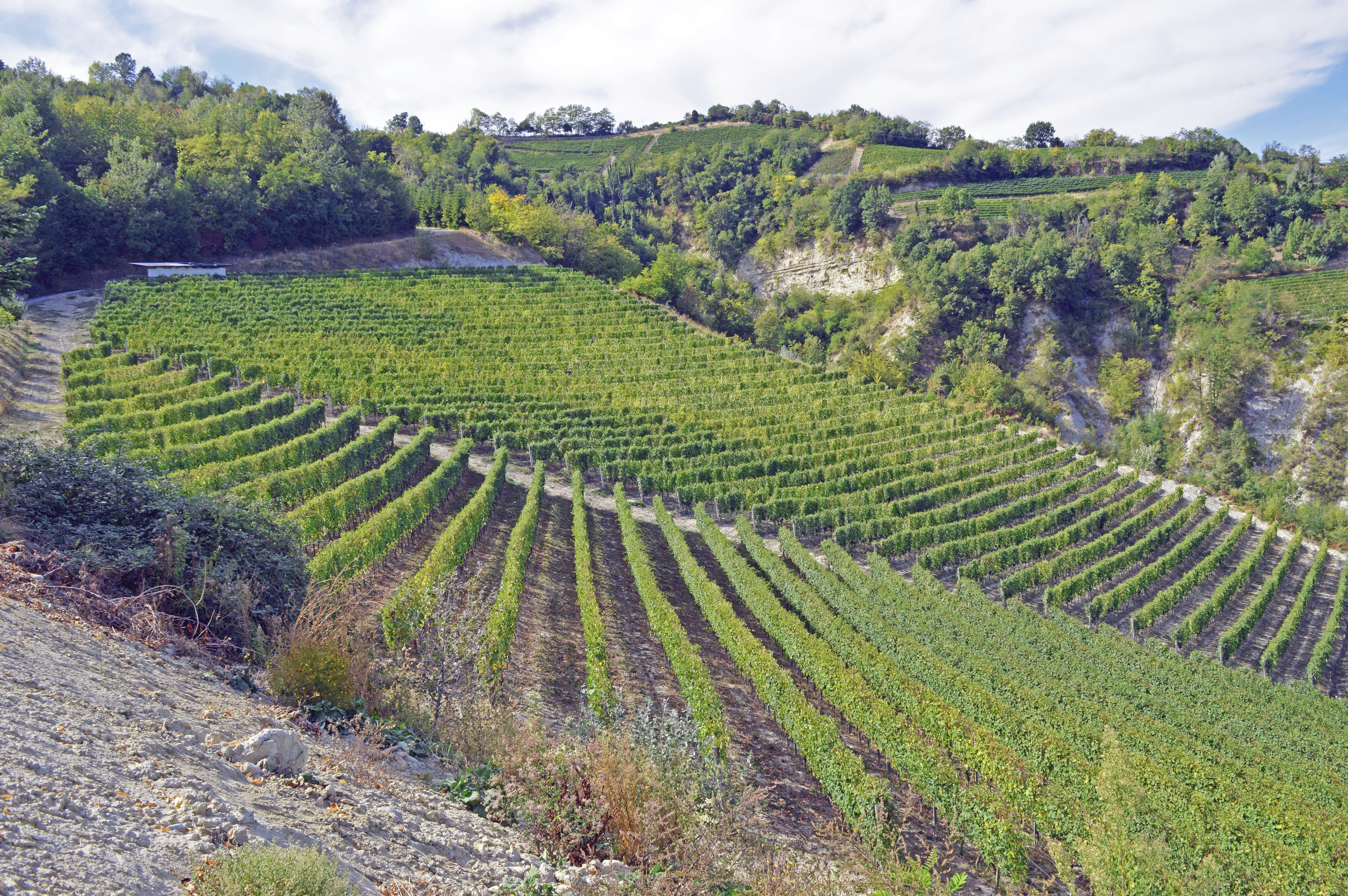 vineyard Barolo Rocche di Castelletto