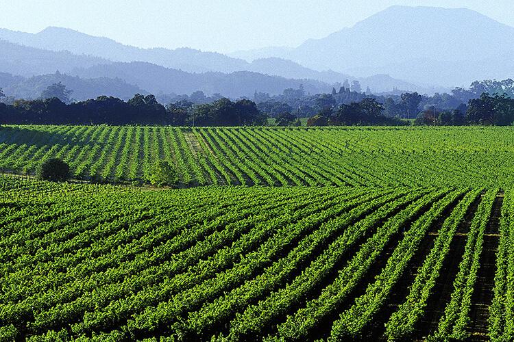 othello napanook wijngaard